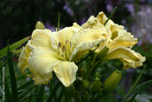 Cloudy summer morning.Several large light flowers of a hemerocallis.