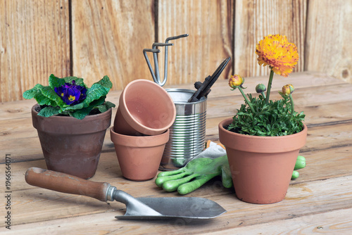 gardening equipment with  flower potted on wooden table and terracotta flowerpots with pruning shear and little rake on metal can