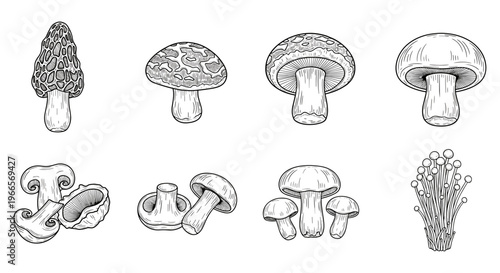 Collection of diverse mushroom illustrations in a vintage sketch style
