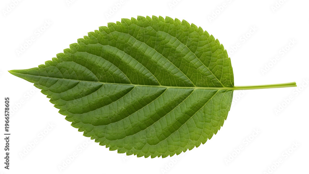 Fototapeta premium Fresh Green Leaf Isolated On White Background With Detailed Veins