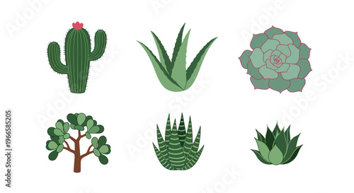 Various illustrated succulent plants on white background for design