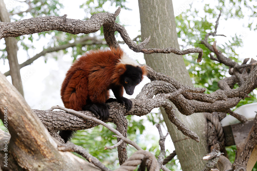 Fototapeta premium A red ruffed lemur (Varecia rubra) resting on a tree branch, displaying its distinctive reddish fur, black face