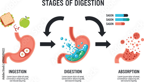 Stages of digestion vector infographic showing ingestion digestion and absorption processes with stomach enzymes and nutrient breakdown in educational medical diagram