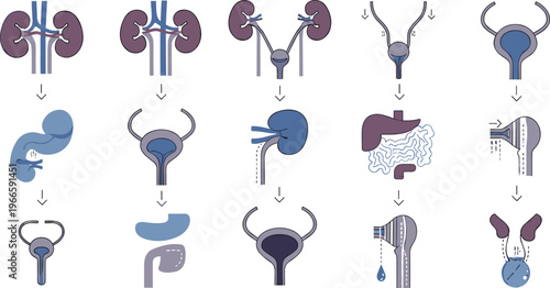 Urinary system anatomy and process vector icons set featuring kidneys ureters bladder and urine flow stages in medical illustration collection