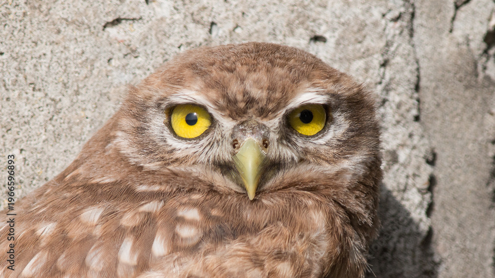 Fototapeta premium eagle owl portrait