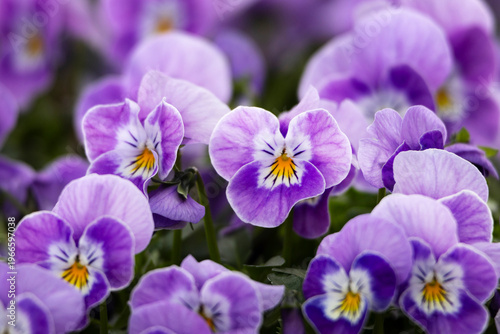 Close-up view of purple pansy flowers growing densely in a vibrant cluster