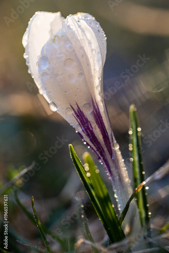 White crocus. Spring crocus flowers. Dew drops on a flower