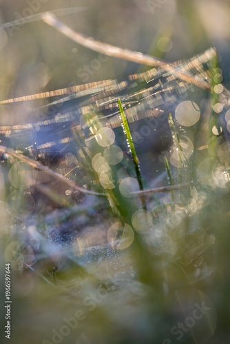 Dew drops in the grass. BLur. Background