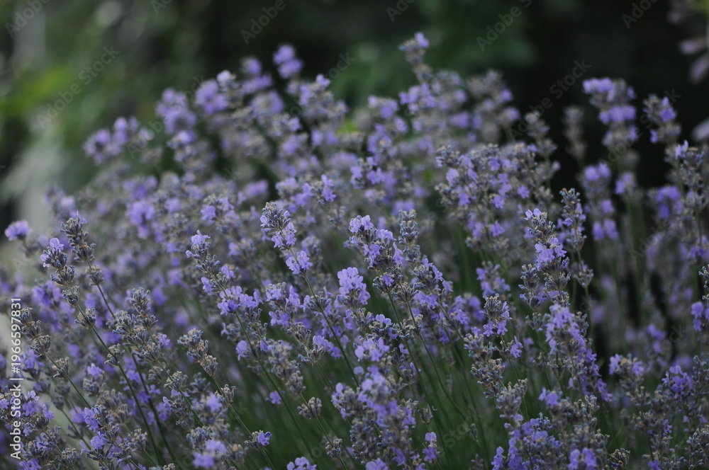 Fototapeta premium many beautiful lavender flowers on a background of flowers