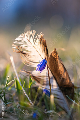 Scilla. Snowdrop. Spring primrose. Small blue flower. Flower in the grass. Feather near the flower
