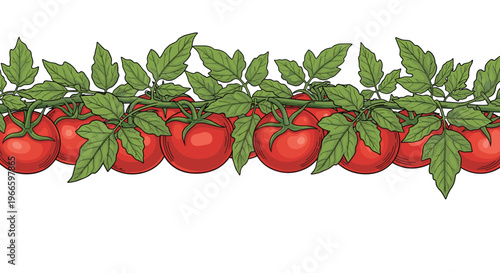 Realistic horizontal border illustration of fresh red tomatoes growing on a green vine with detailed leaves on a white background.
