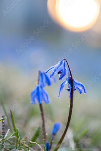 Scilla. Snowdrop. Spring primrose. Small blue flower on a sunset background. Dew drops on a flower