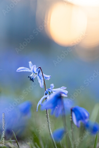 Scilla. Snowdrop. Spring primrose. Small blue flower on a sunset background. Dew drops on a flower