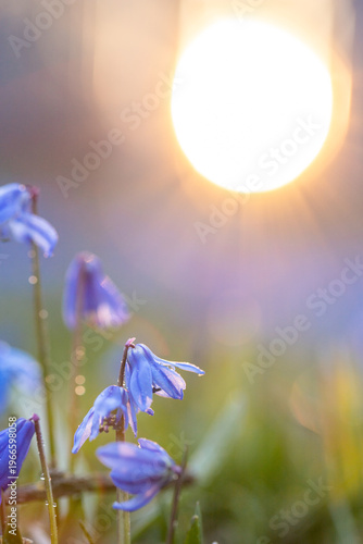 Scilla. Snowdrop. Spring primrose. Small blue flower on a sunset background. Dew drops on a flower