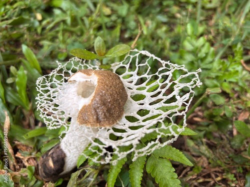 Photography The white net-like “skirt” (indusium) and brown cap with the slimy spore mass ar