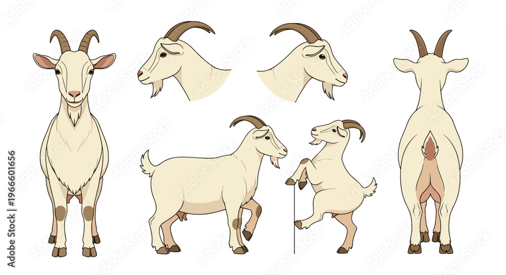 Fototapeta premium A set of vector goat illustrations in various poses and angles on a white background
