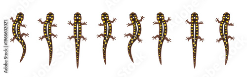 Spotted Salamander Moving Animation Frame Sequence