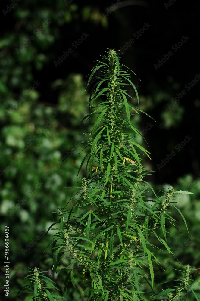 Naklejka premium green wild hemp plant on a blurred dark background