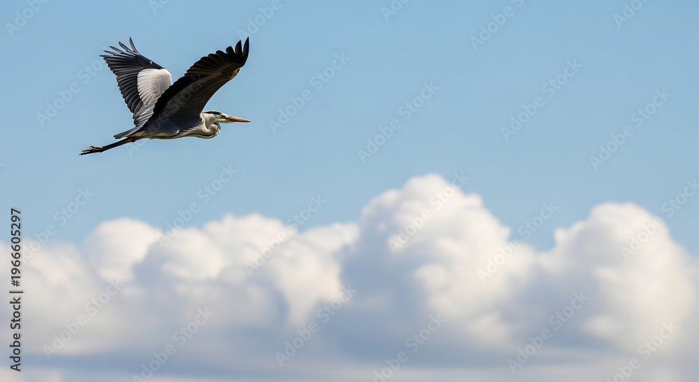 Obraz premium Grey Heron bird flying with wings spread against a blue sky with clouds image