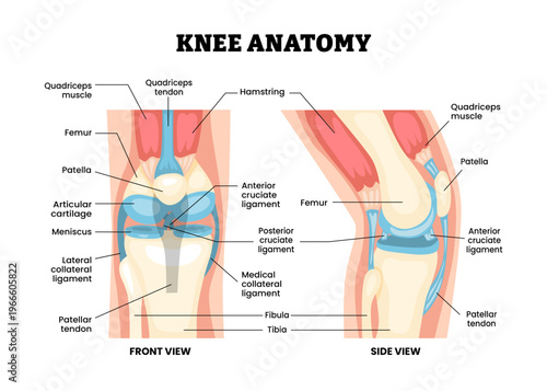 Canvas Print Knee anatomy structure diagram infographic with front and side view