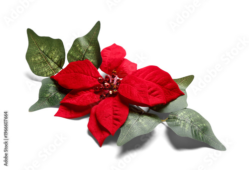 Christmas flower poinsettia...