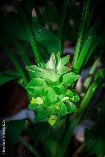 green and yellow flower