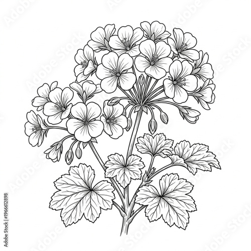 Geranium flower line art isolated in white background