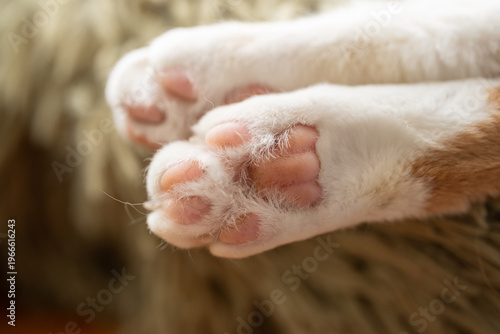 可愛い猫の肉球	