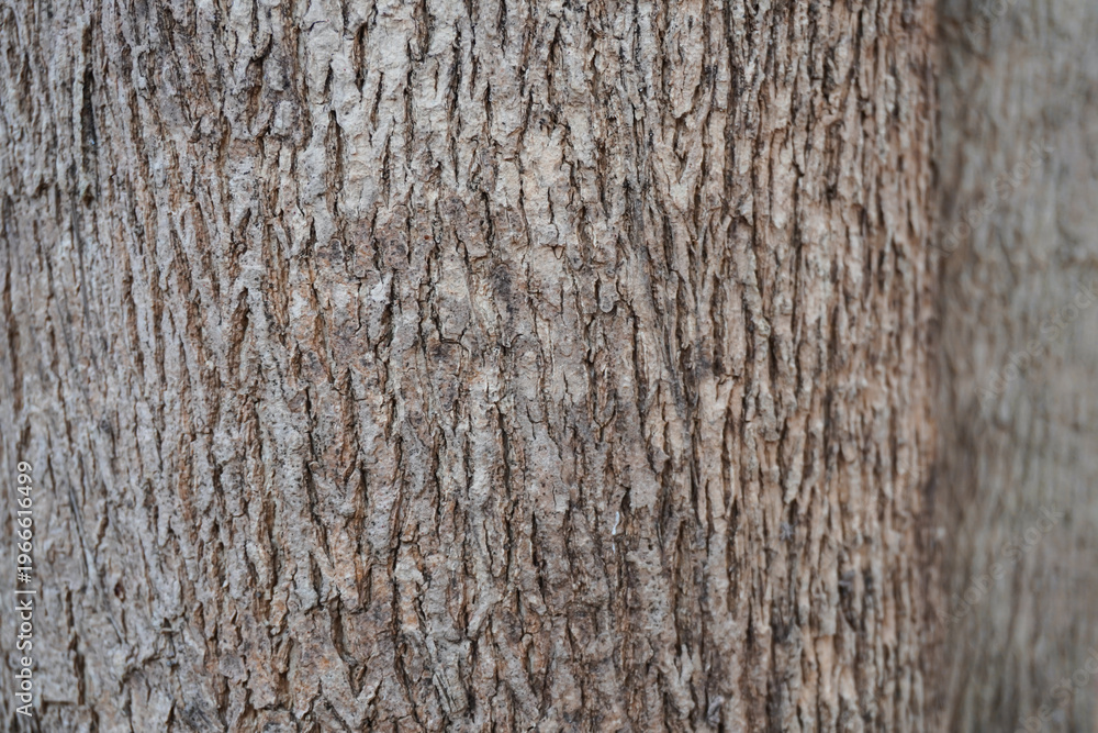 Obraz premium Exquisite close-up of natural teak wood texture showcasing rich golden-brown grains and organic patterns. A premium hardwood surface ideal for luxury interior design and high-end branding.