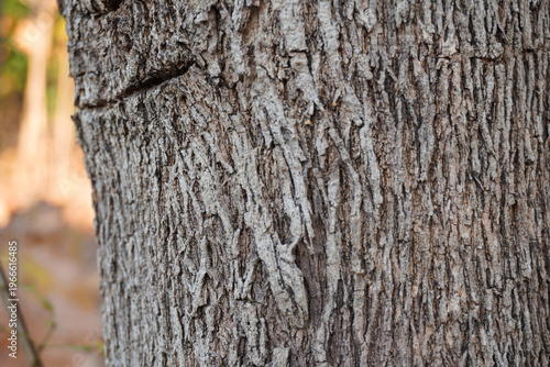 Exquisite close-up of natural teak wood texture showcasing rich golden-brown grains and organic patterns. A premium hardwood surface ideal for luxury interior design and high-end branding.