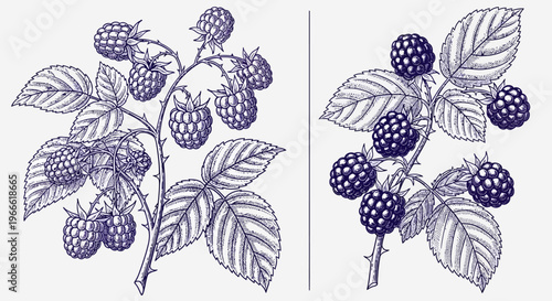 Exquisite Vintage Botanical Engraving of Berry Branches, Illustrating Both Ripe and Unripe Blackberries or Raspberries with Detailed Leaves