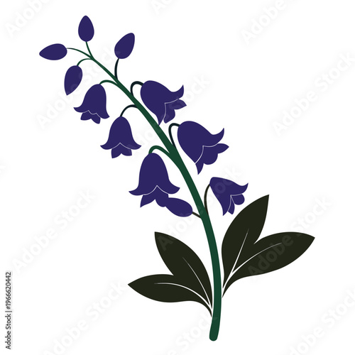 aconitum ferox flower silhouette with branch on white background