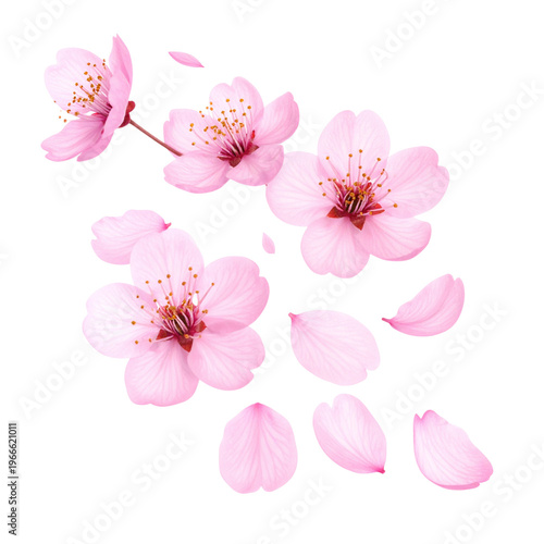 Beautiful pink cherry blossoms and pink cherry blossom petals on a white background.