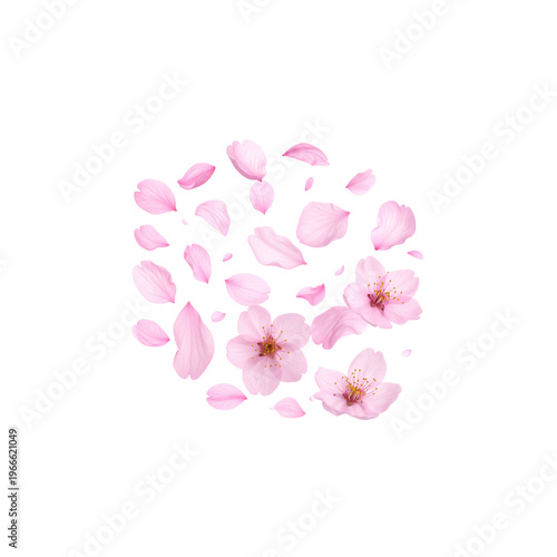 Beautiful pink cherry blossoms and pink cherry blossom petals on a white background.