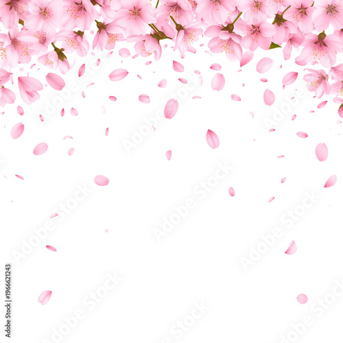 Beautiful pink cherry blossoms and pink cherry blossom petals on a white background.