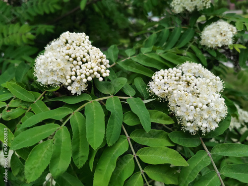 Obraz na płótnie A close-up photograph of rowan (mountain ash) tree branches featuring clusters o
