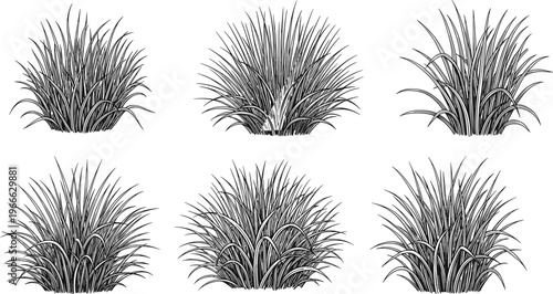 Detailed botanical line drawings of grass clumps with varied blade arrangements, textured shading and natural landscape illustration styles
