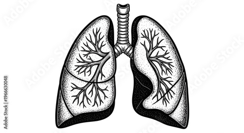 Detailed illustration of human lungs with trachea and bronchi on a white background lung respiratory system anatomy medical health drawing