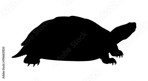 Black turtle profile view showcasing a striking animal silhouette