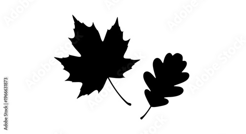Two autumn leaves a maple and oak presented as a silhouette