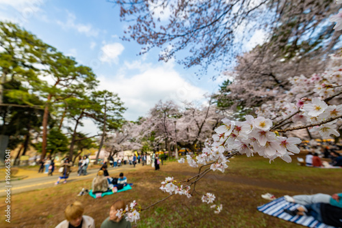 大宮公園の桜