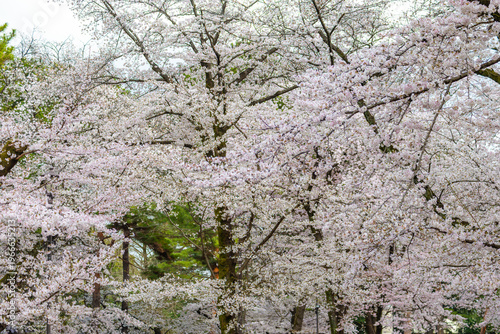 大宮公園の桜