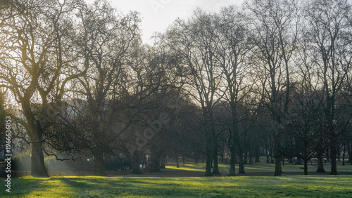 Sunlit park landscape with leafless trees and morning light