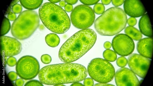 Green Chlorella Algae Cells Under Optical Microscope Close-Up Biology Science Nature Background