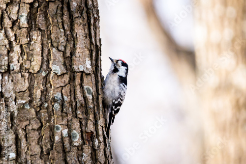 Lesser spotted woodpecker perched on a tree trunk