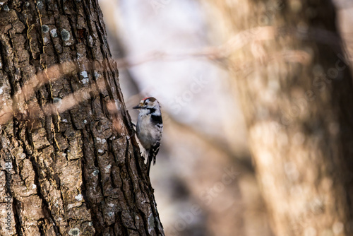 Lesser spotted woodpecker perched on a tree trunk