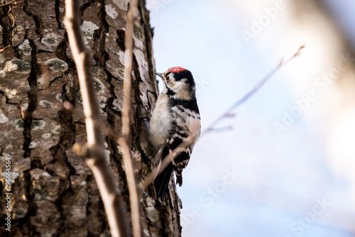 Lesser spotted woodpecker perched on a tree trunk