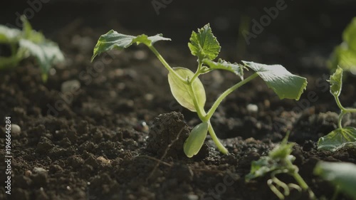 Watering a cucumber sprout with a watering can.