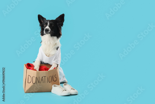Cute Border Collie dog dres...
