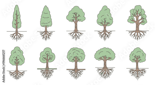 Different types of tree root systems.